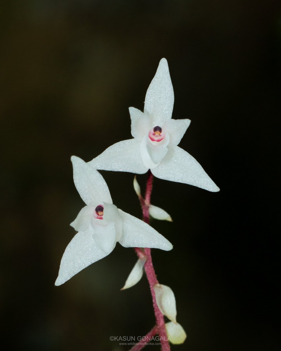 Pinalia bicolor (Lindl.) Kuntze